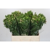 Alstroemeria Selection Bicolor