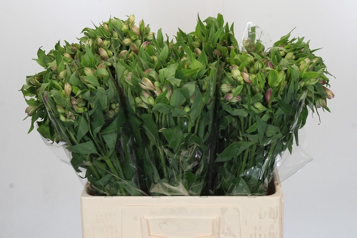 Alstroemeria Selection Bicolor