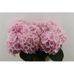Hydr M Verena Pink 60-20
