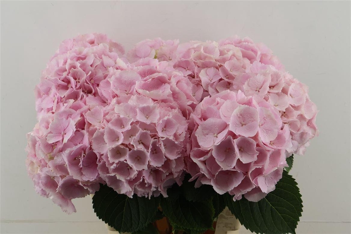 <h4>Hydr M Verena Pink 60-20</h4>