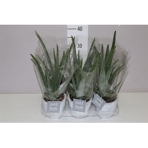 Aloe Vera In White Wash Keramiek