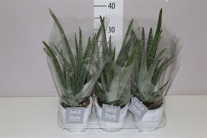 <h4>Aloe Vera In White Wash Keramiek</h4>