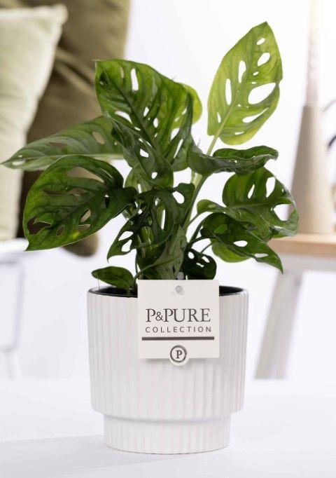 <h4>Monstera Adansonii in P&PURE Ivy ceramics shiny white</h4>