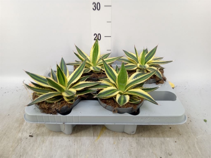 <h4>Agave lophantha 'Quadricolor'</h4>