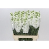 Matthiola Iron White