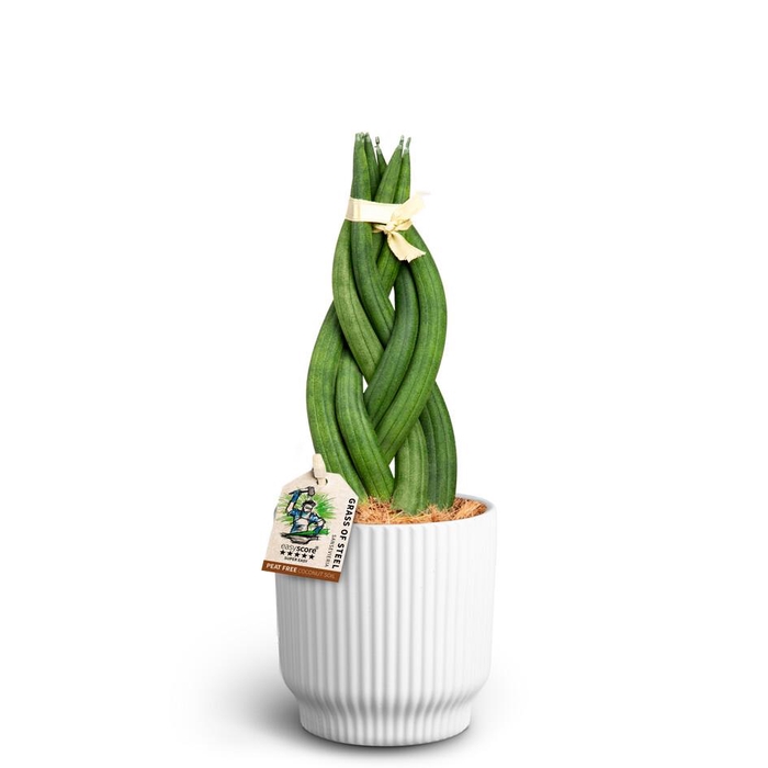 <h4>SANSEVIERIA CYLINDRICA P10 NORDIC W</h4>