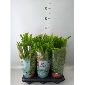 Nephrolepis exal. 'Green Lady'