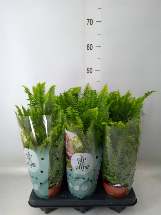 <h4>Nephrolepis exal. 'Green Lady'</h4>