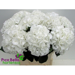 HYDRANGEA  'SCHNEEBALL'