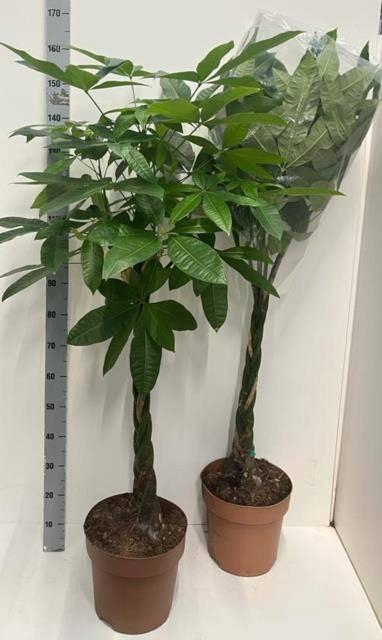 <h4>PACHIRA AQUATICA</h4>