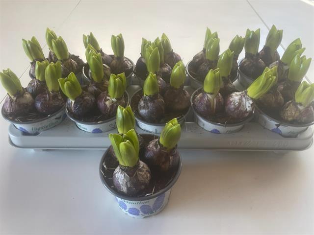 <h4>HYACIN DELFT BLUE</h4>