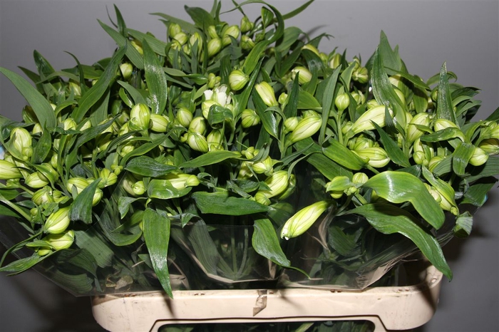 <h4>Alstr Virginia Hoogeboom</h4>