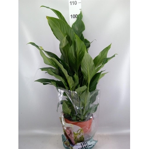 Spathiphyllum  'Sweet Silvana'