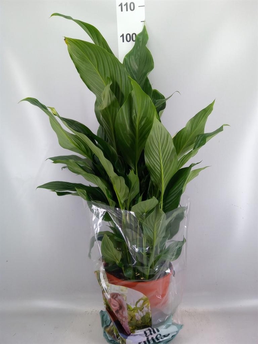 <h4>Spathiphyllum  'Sweet Silvana'</h4>