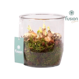 Glazen pot Dirk met Narcis D15 H20