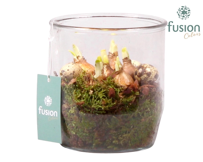 <h4>Glazen pot Dirk met Narcis D15 H20</h4>