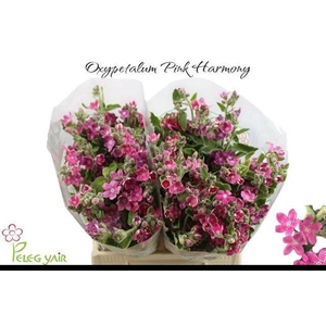 OXY CO PINK HARMONY