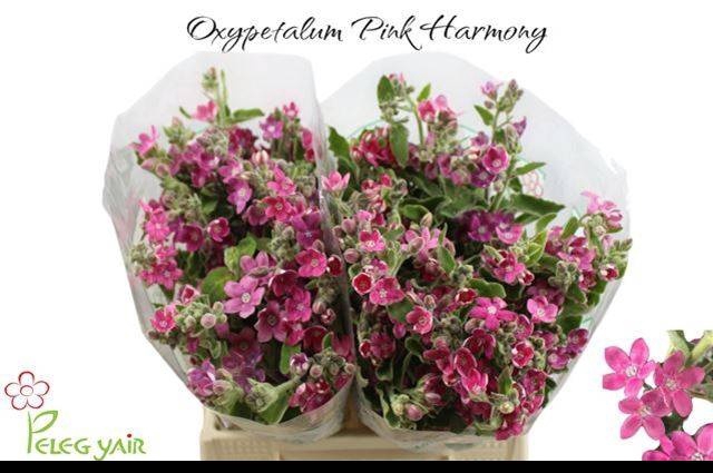 <h4>OXY CO PINK HARMONY</h4>