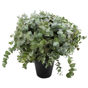 Euca Cinerea 70