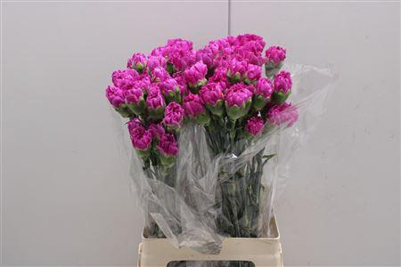 <h4>Di St Farida</h4>