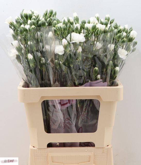 <h4>DI TR BLANQUITA</h4>