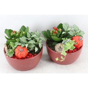 arr2 PL - Ker. bolschaal mat red