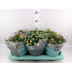 Kalanchoe blos.   ..rosebud mix  4