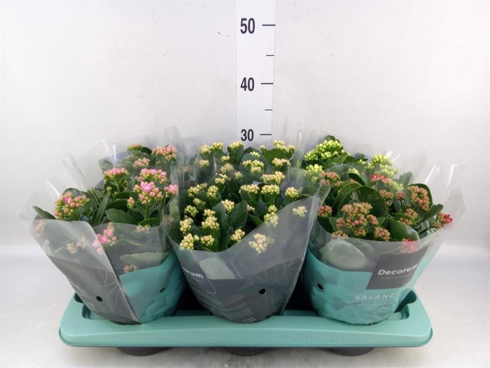 <h4>Kalanchoe blos.   ..rosebud mix  4</h4>