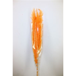 Dried Cortaderia Dadang Salmon 110cm