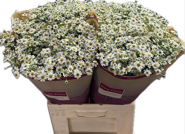 <h4>TANA PA CAMERON</h4>