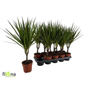 Dra Marginata