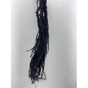 Pres Amaranthus Caud Black Bunch