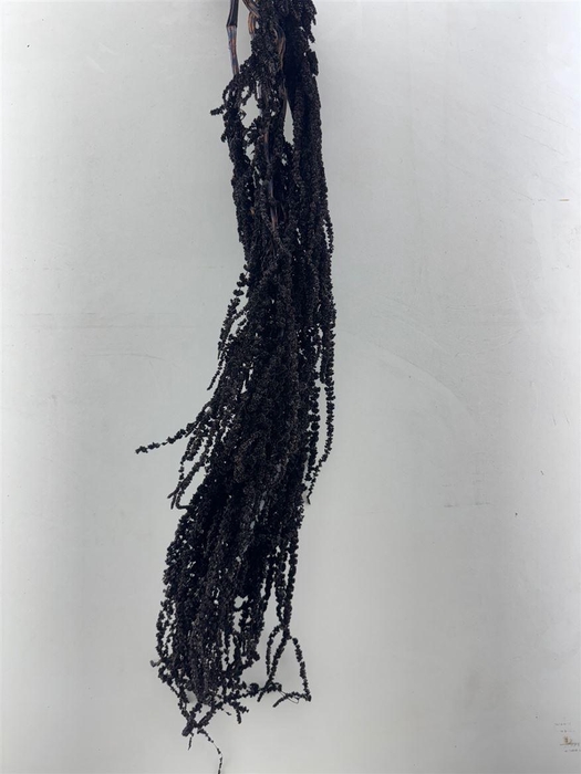 <h4>Pres Amaranthus Caud Black Bunch</h4>