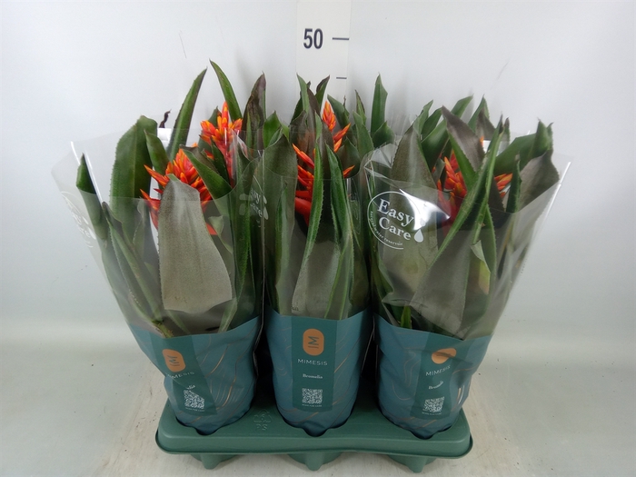 <h4>Aechmea  'Pepita Elegant Flames'</h4>
