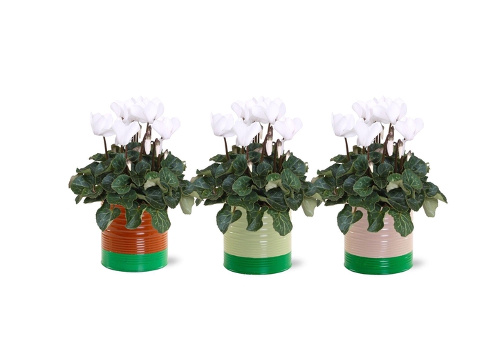 <h4>Collectie "Natural Bubble" Cyclaam Wit in zinken pot Nola</h4>