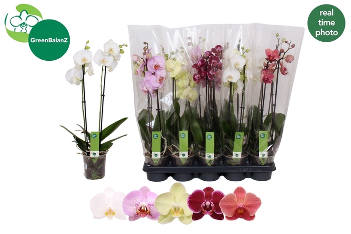 <h4>PHAL GEM 5 KL</h4>