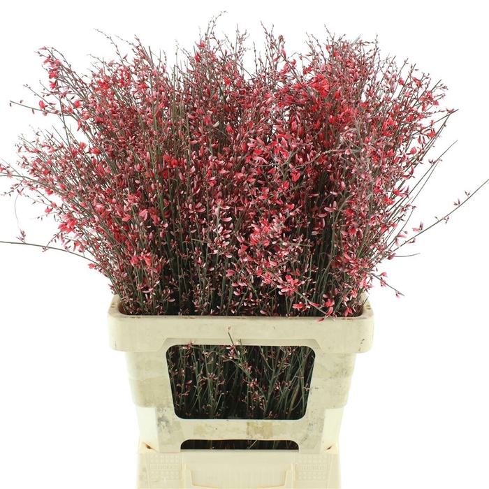 <h4>Ginster Red P Bunch 200gram</h4>