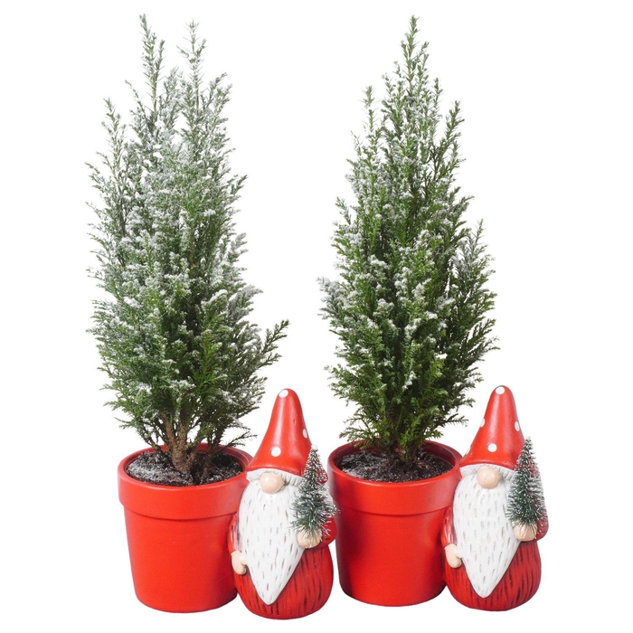 <h4>PTK25162 Ellwoodii met sneeuw in keramiek pot</h4>