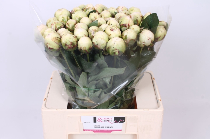 <h4>Paeonia Bowl Of Cream | Heavy Quality</h4>