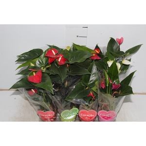 ANTHURIUM VARIADO P09