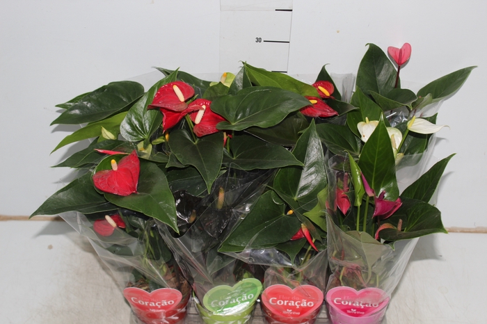 ANTHURIUM VARIADO P09