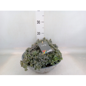 Orostachys furusei