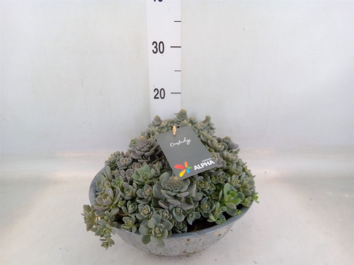 <h4>Orostachys furusei</h4>