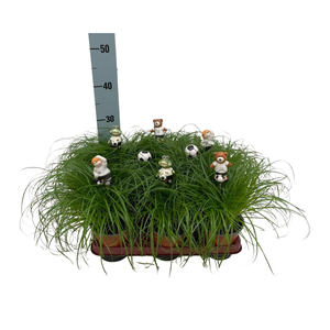 Cyperus alternifolius Zumula met voetbal items bijstekers