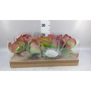 Kalanchoe NF thyrsiflora