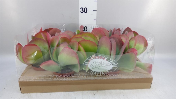 <h4>Kalanchoe NF thyrsiflora</h4>