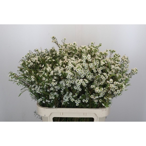 Chamelaucium Dancing Queen White