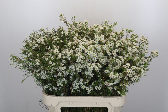 <h4>Chamelaucium Dancing Queen White</h4>