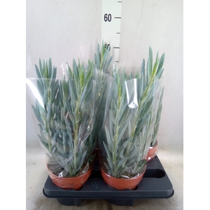Curio ficoides 'Mount everest'