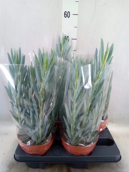 <h4>Curio ficoides 'Mount everest'</h4>